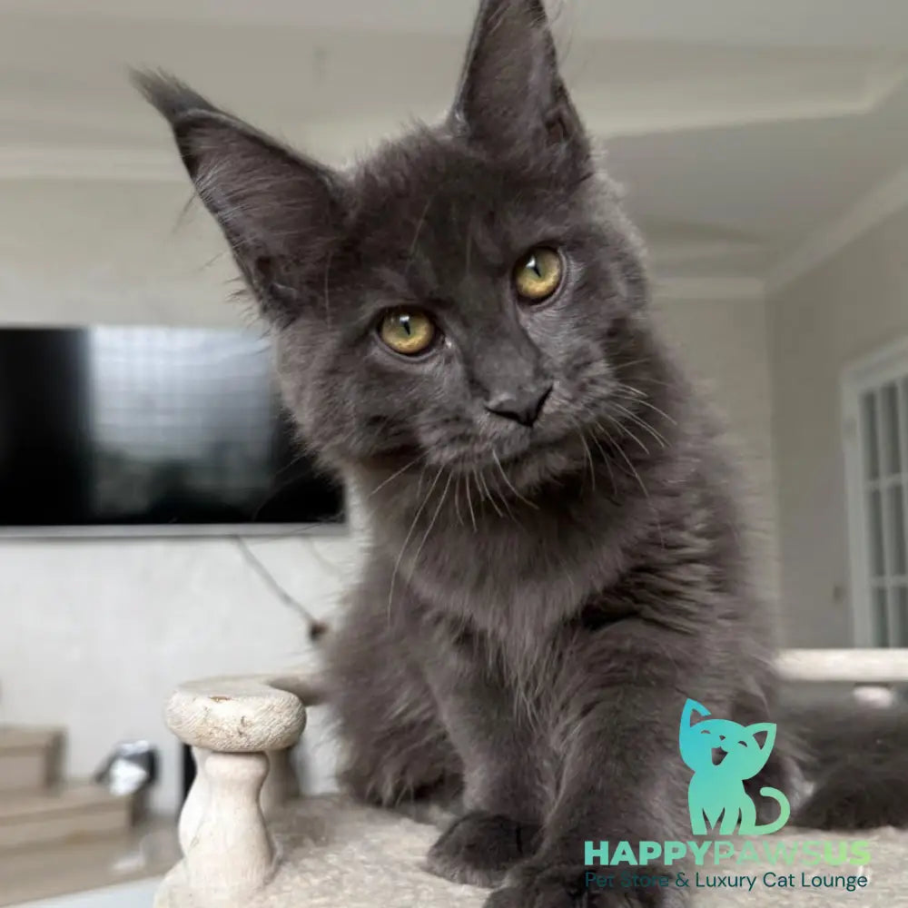 Jina Maine Coon female blue silver with white - live animals