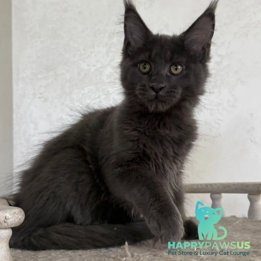 Jina Maine Coon female blue silver with white - live animals