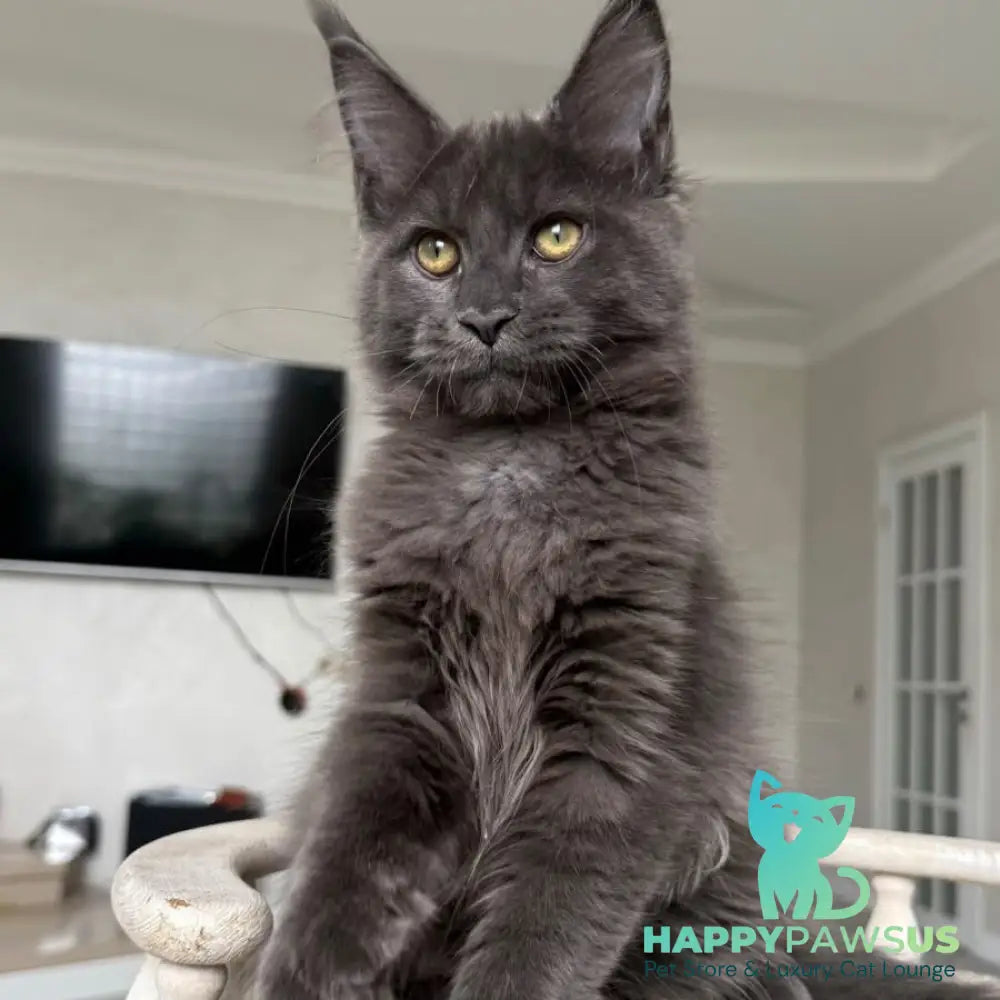 Jina Maine Coon female blue silver with white - live animals