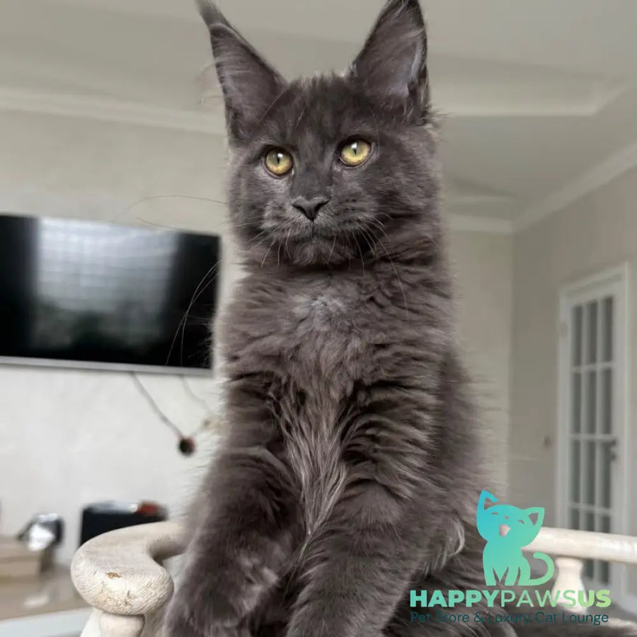 Jina Maine Coon female blue silver with white - live animals