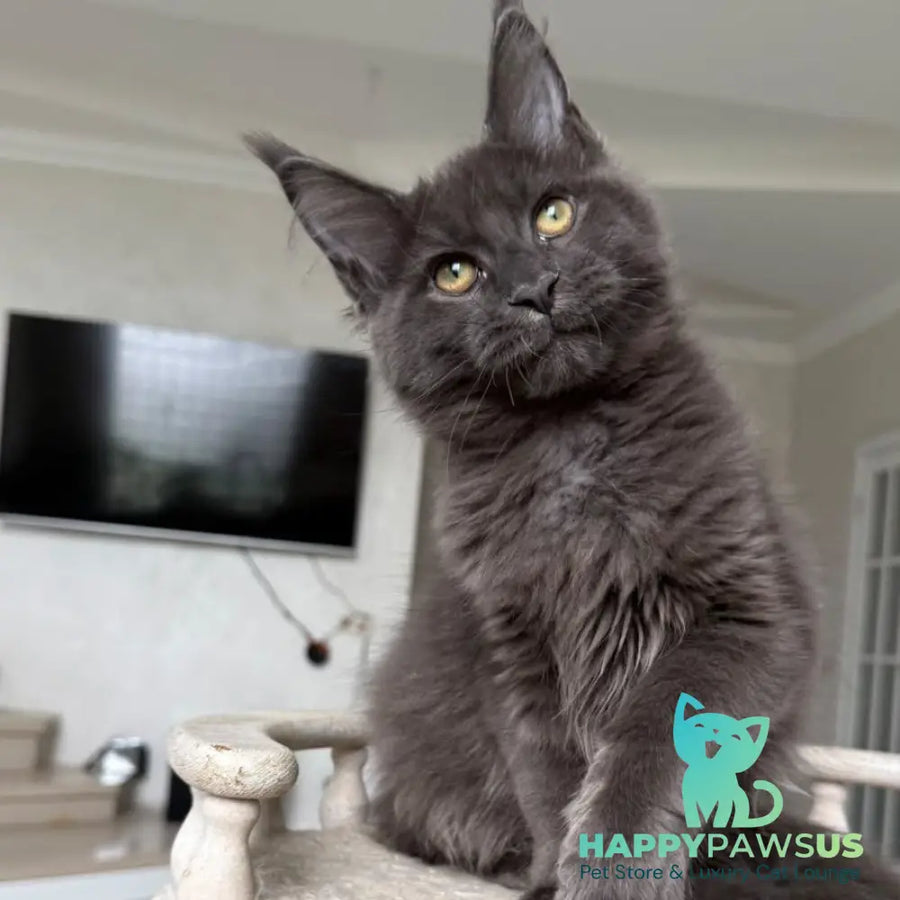 Jina Maine Coon female blue silver with white - live animals