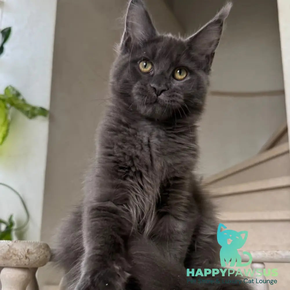 Jina Maine Coon female blue silver with white - live animals