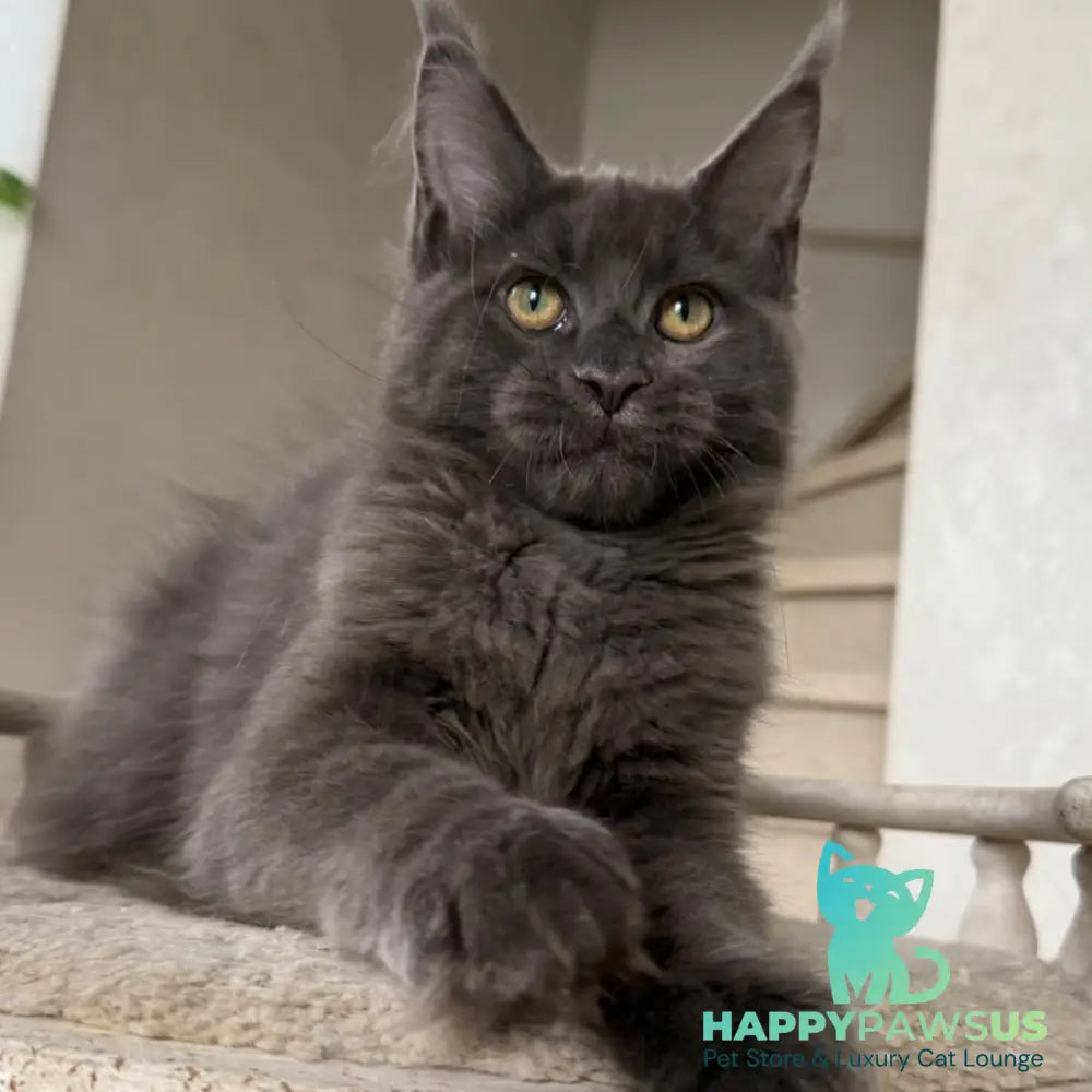 Jina Maine Coon female blue silver with white - live animals