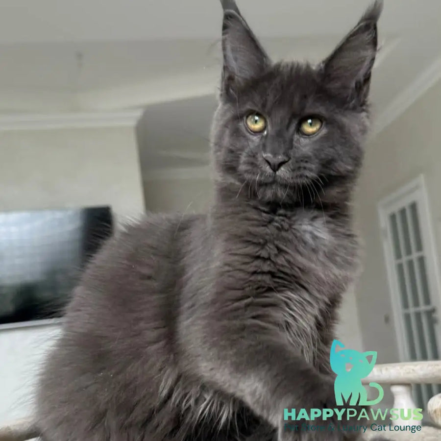 Jina Maine Coon female blue silver with white - live animals