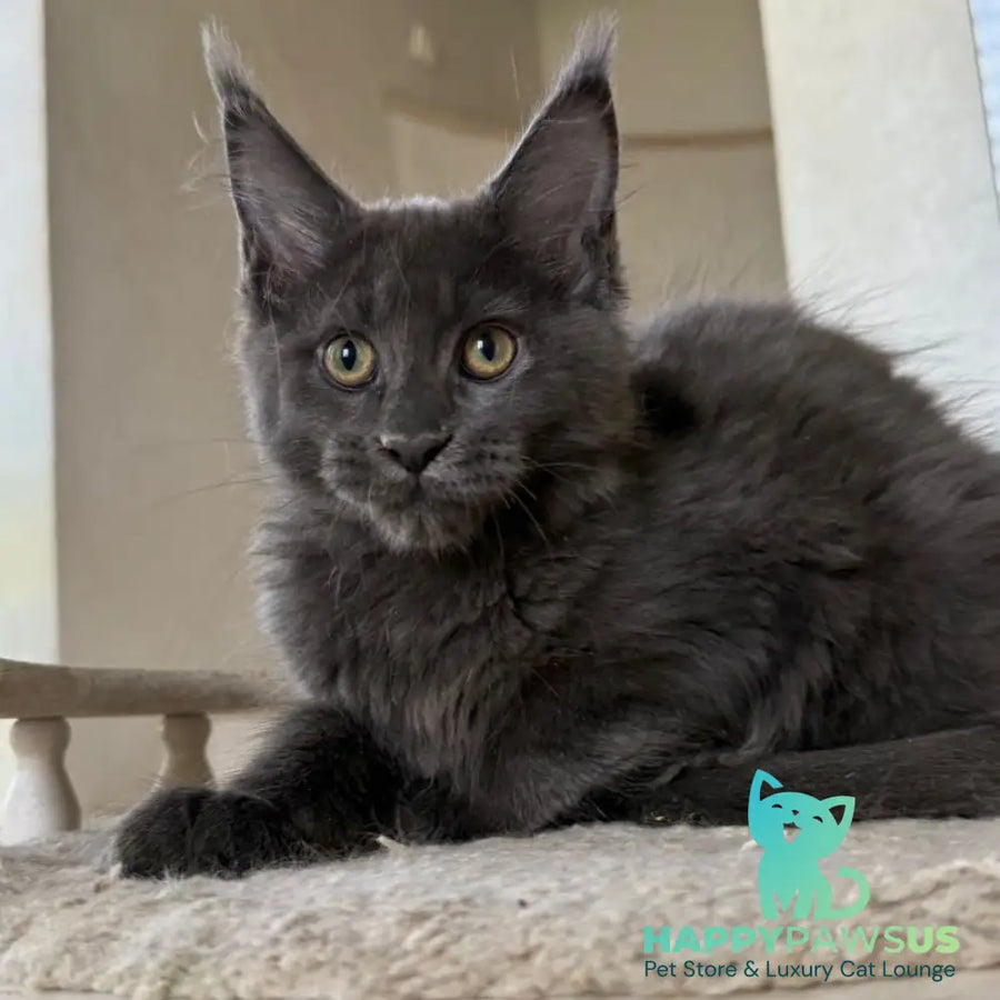 Jina Maine Coon female blue silver with white - live animals