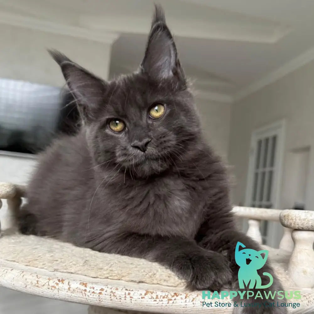 Jina Maine Coon female blue silver with white - live animals