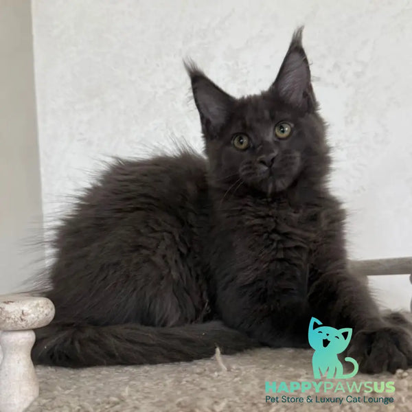 Jina Maine Coon female blue silver with white - live animals