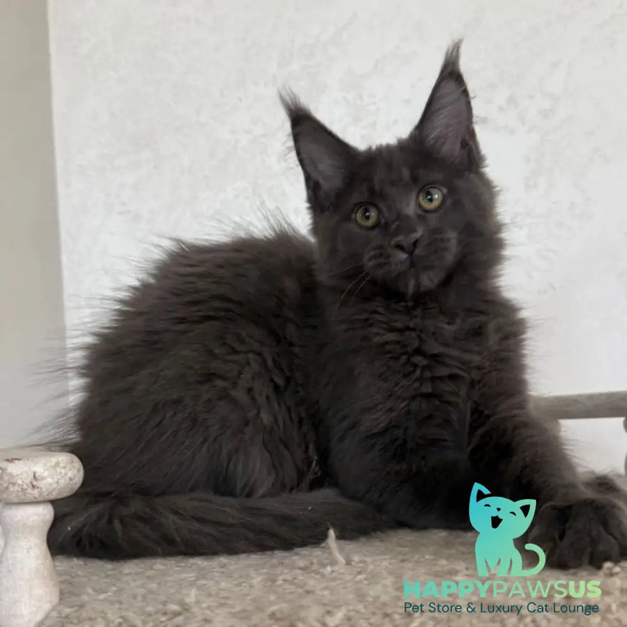Jina Maine Coon female blue silver with white - live animals