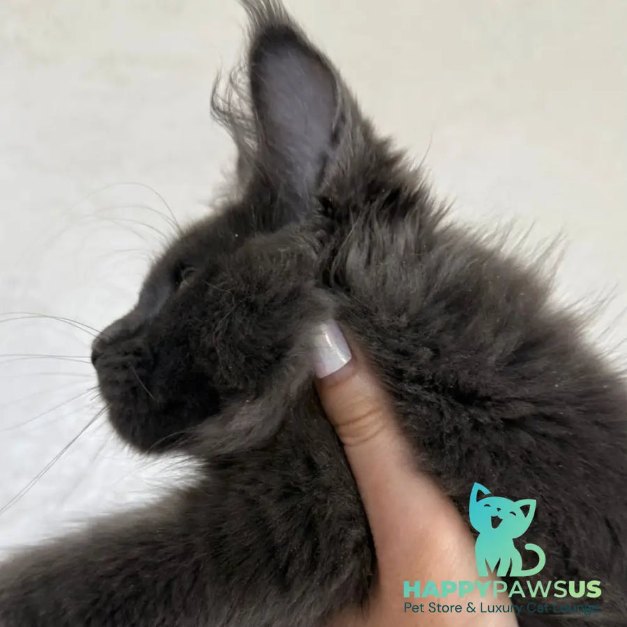 Jina Maine Coon female blue silver with white - live animals