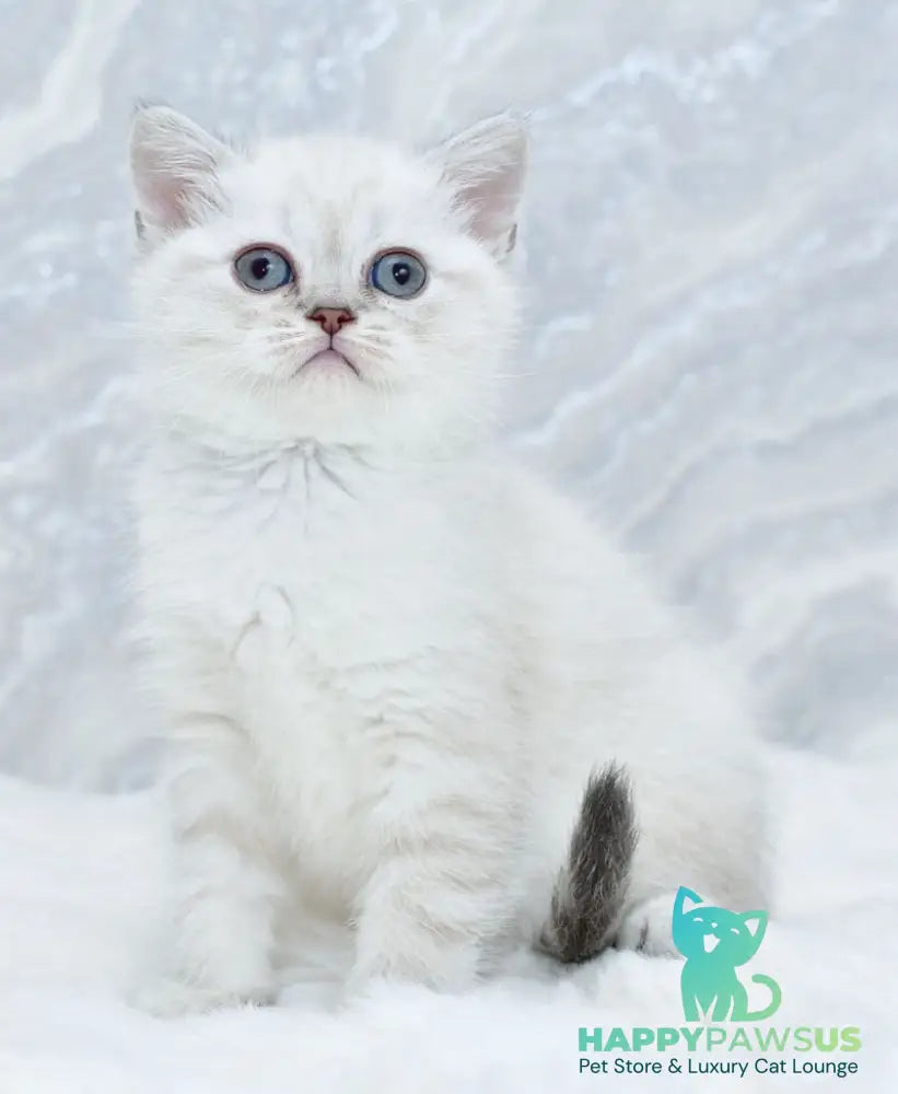 Jina Scottish Straight female blue tabby pointed - live animals