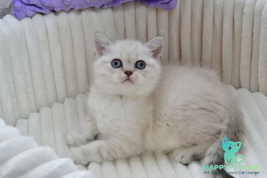 Jina Scottish Straight female blue tabby pointed - live animals