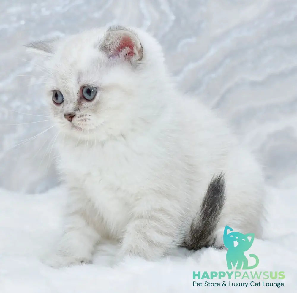 Jina Scottish Straight female blue tabby pointed - live animals