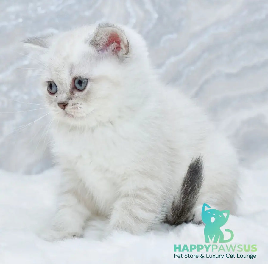 Jina Scottish Straight female blue tabby pointed - live animals