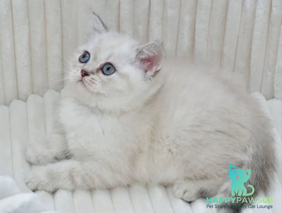 Jina Scottish Straight female blue tabby pointed - live animals