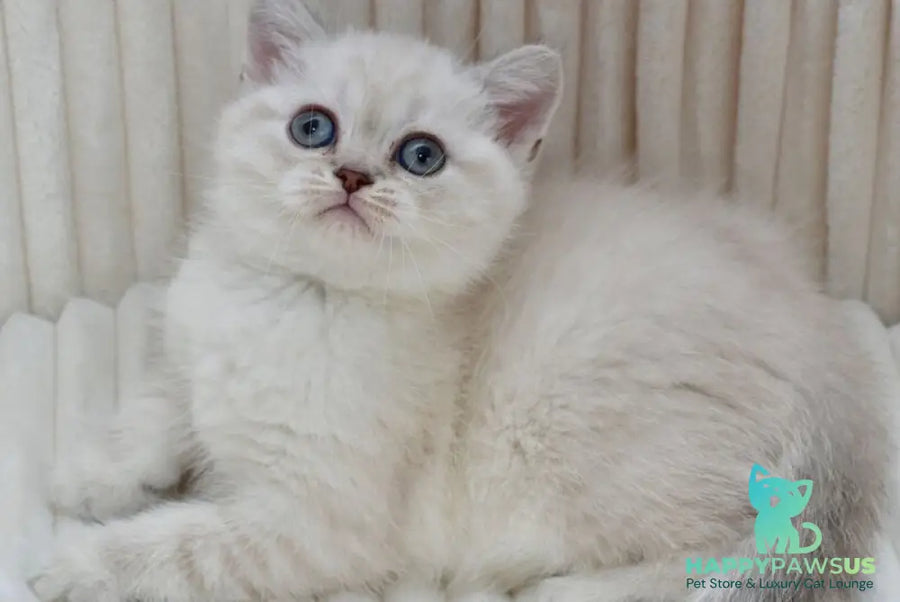 Jina Scottish Straight female blue tabby pointed - live animals