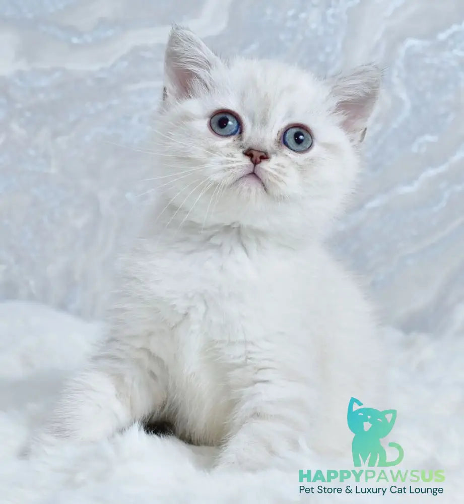 Jina Scottish Straight female blue tabby pointed - live animals