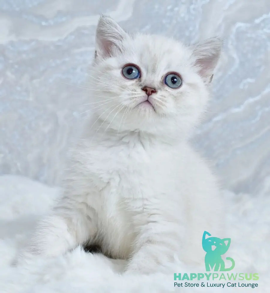Jina Scottish Straight female blue tabby pointed - live animals