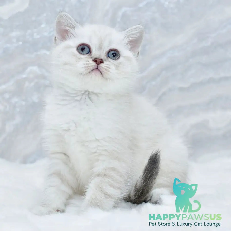 Jina Scottish Straight female blue tabby pointed - live animals