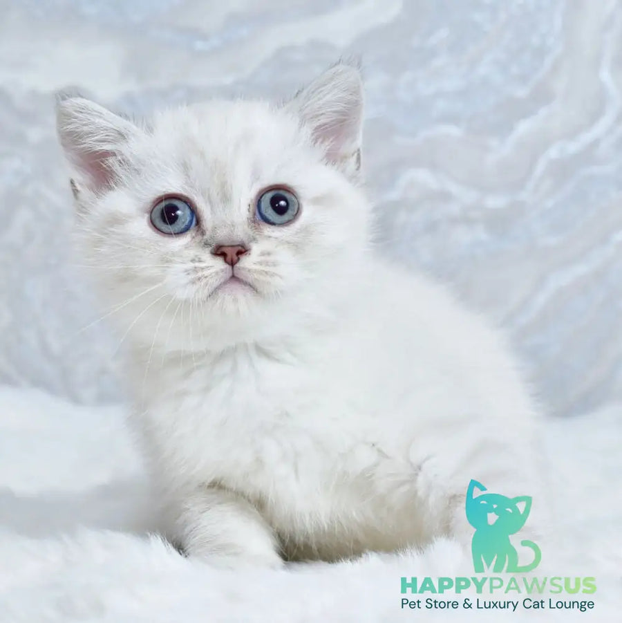 Jina Scottish Straight female blue tabby pointed - live animals