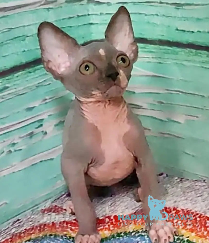 Jingo Canadian Sphynx male blue bicolour live animals