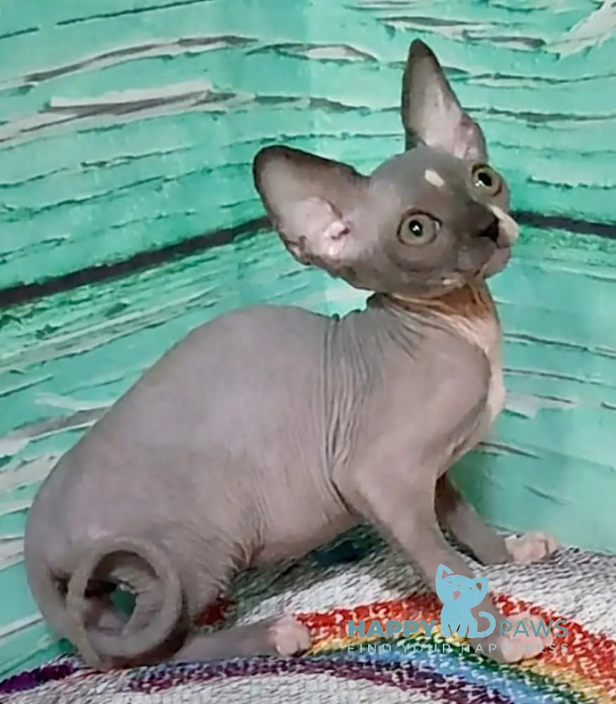 Jingo Canadian Sphynx male blue bicolour live animals