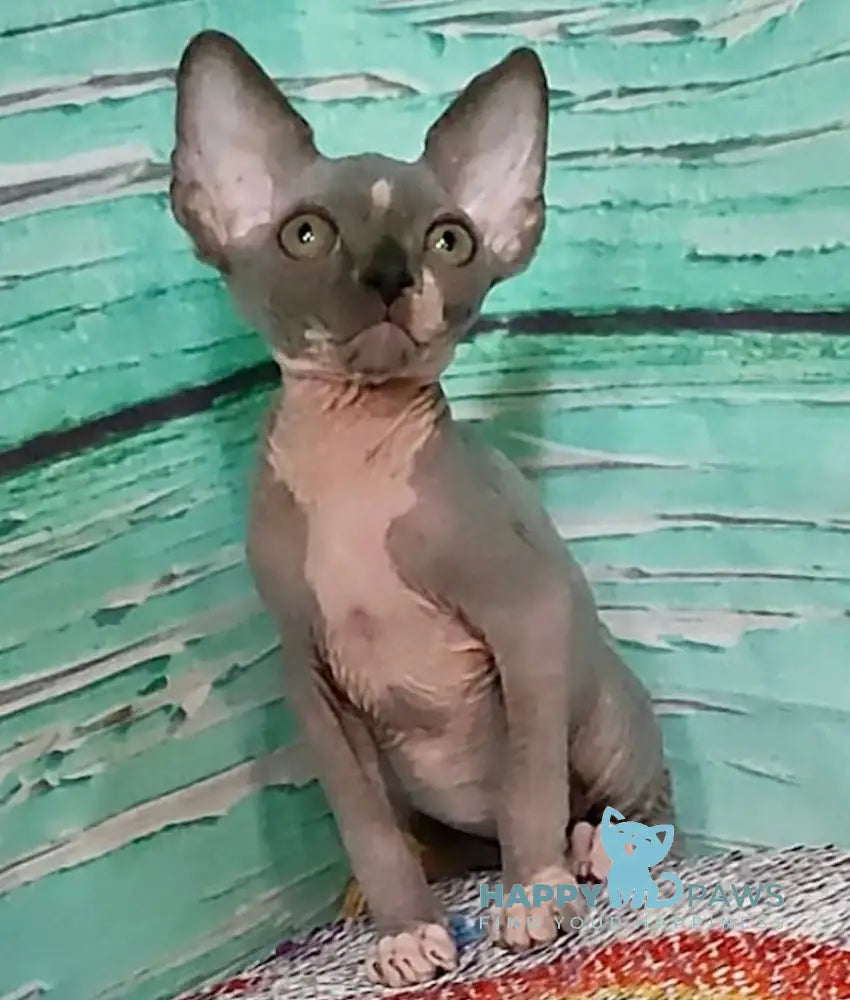 Jingo Canadian Sphynx male blue bicolour live animals