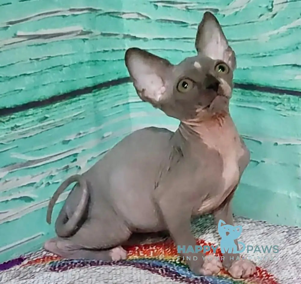 Jingo Canadian Sphynx male blue bicolour live animals