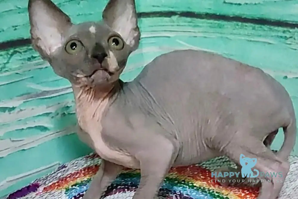 Jingo Canadian Sphynx male blue bicolour live animals