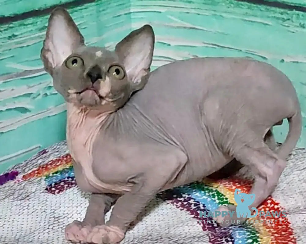 Jingo Canadian Sphynx male blue bicolour live animals