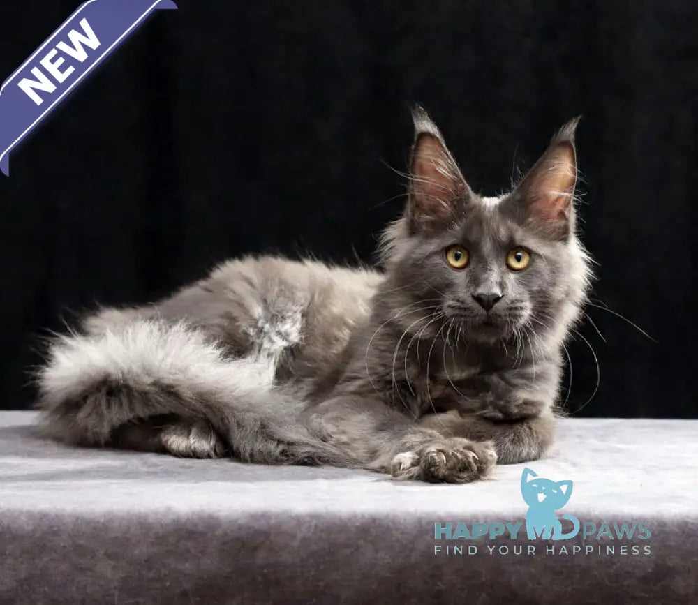 Jinn Maine Coon male blue silver live animals
