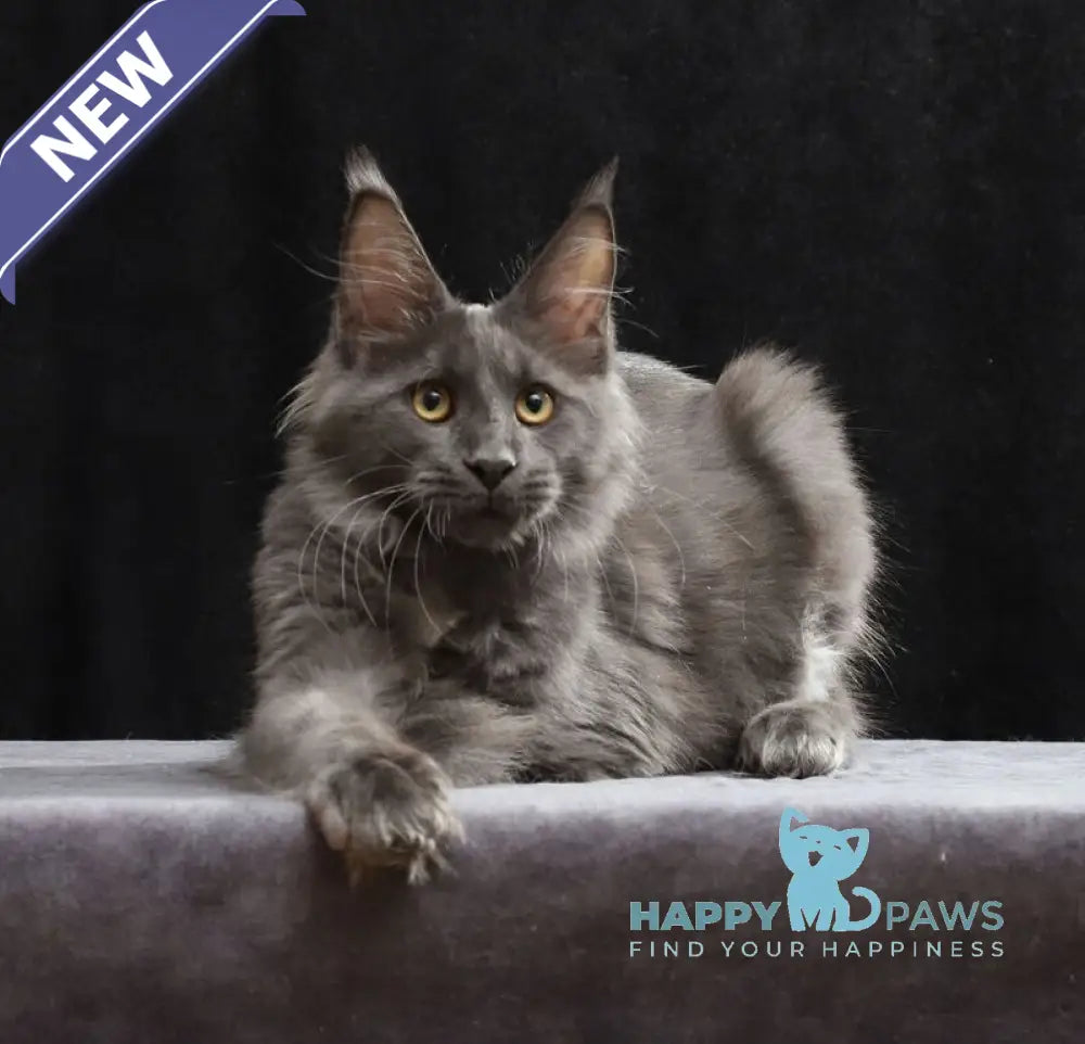 Jinn Maine Coon male blue silver live animals
