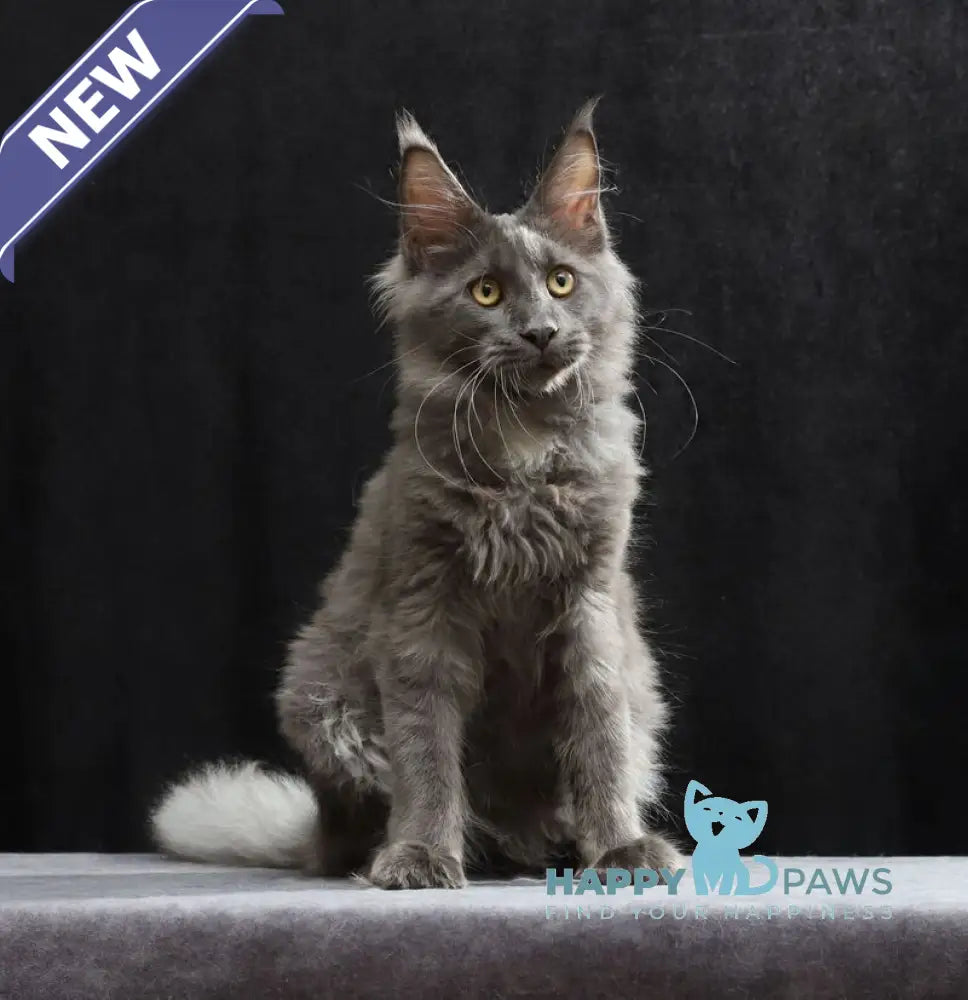 Jinn Maine Coon male blue silver live animals
