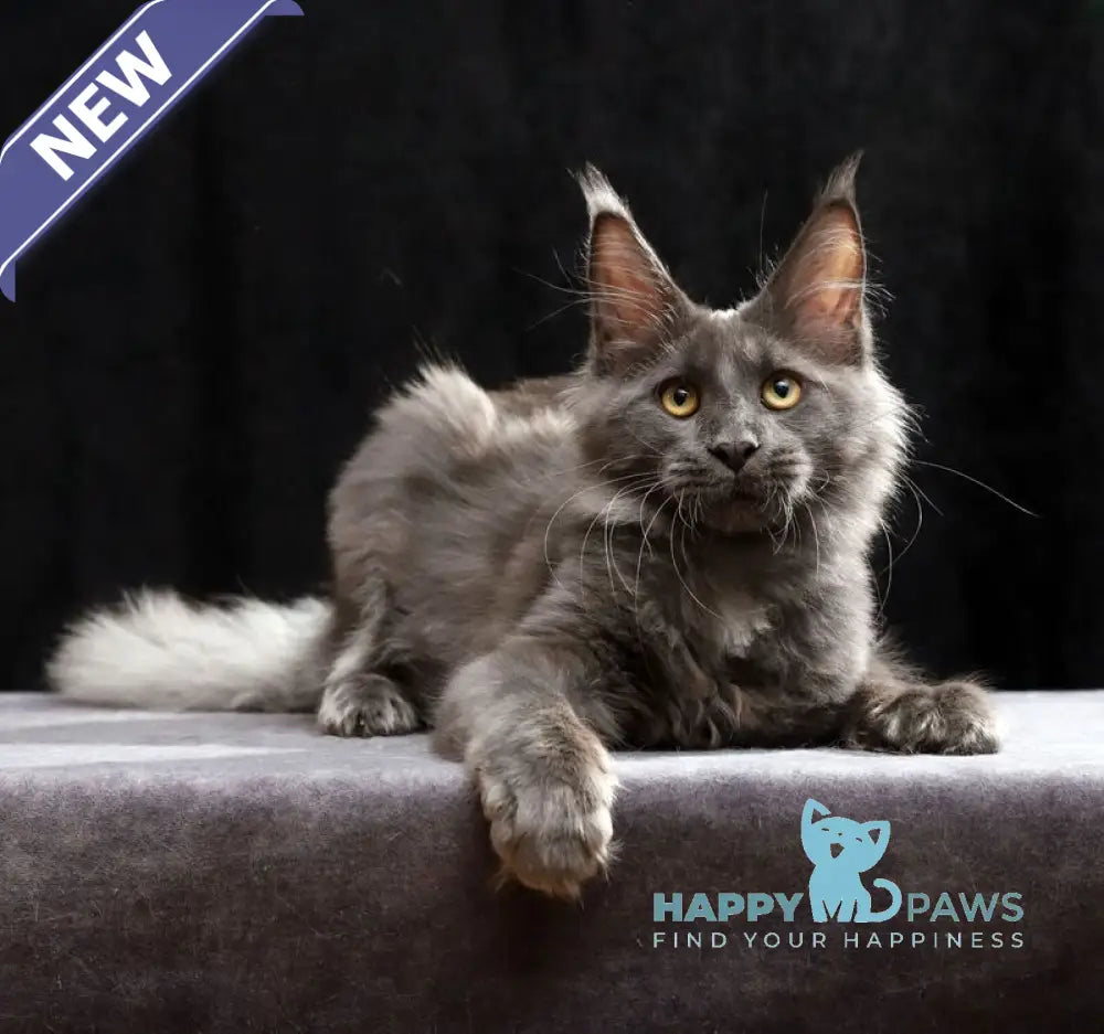 Jinn Maine Coon male blue silver live animals