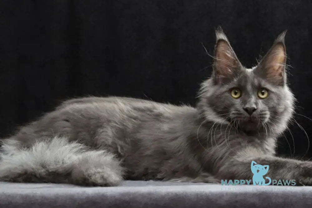 Jinn Maine Coon male blue silver live animals