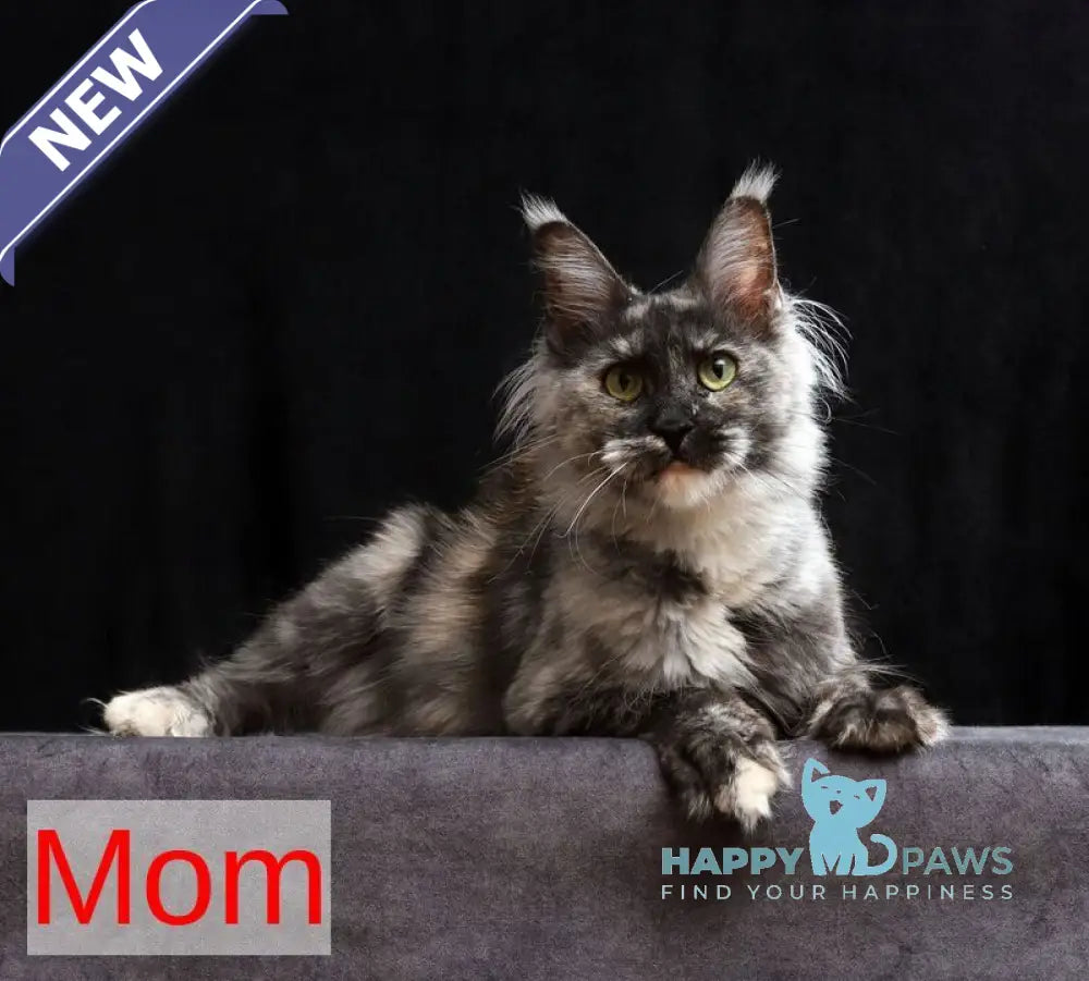 Jinn Maine Coon male blue silver live animals