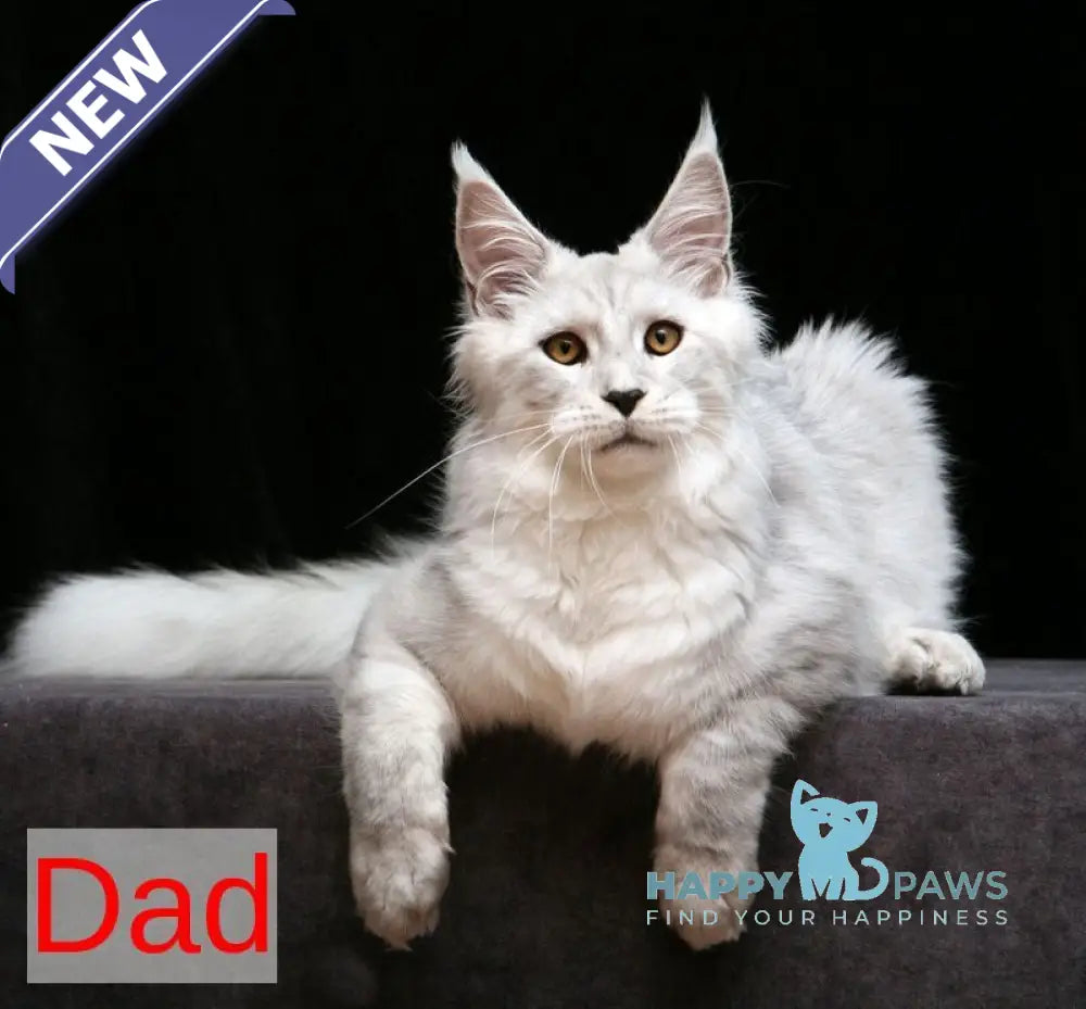 Jinn Maine Coon male blue silver live animals