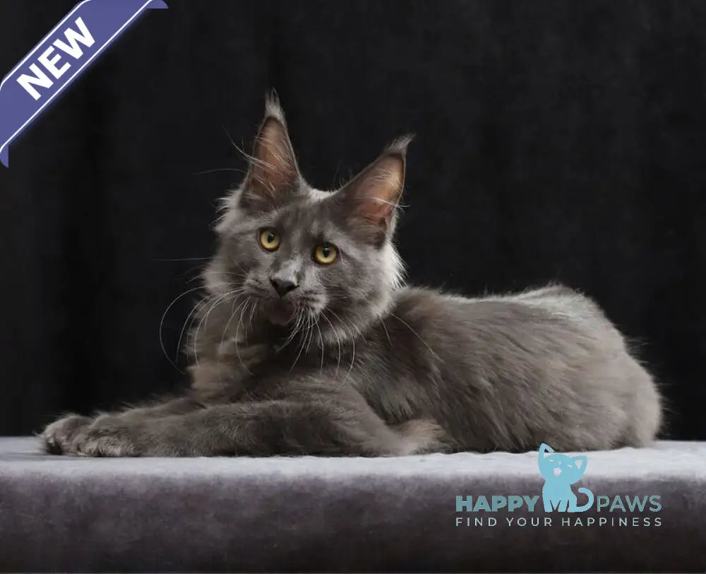 Jinn Maine Coon male blue silver live animals