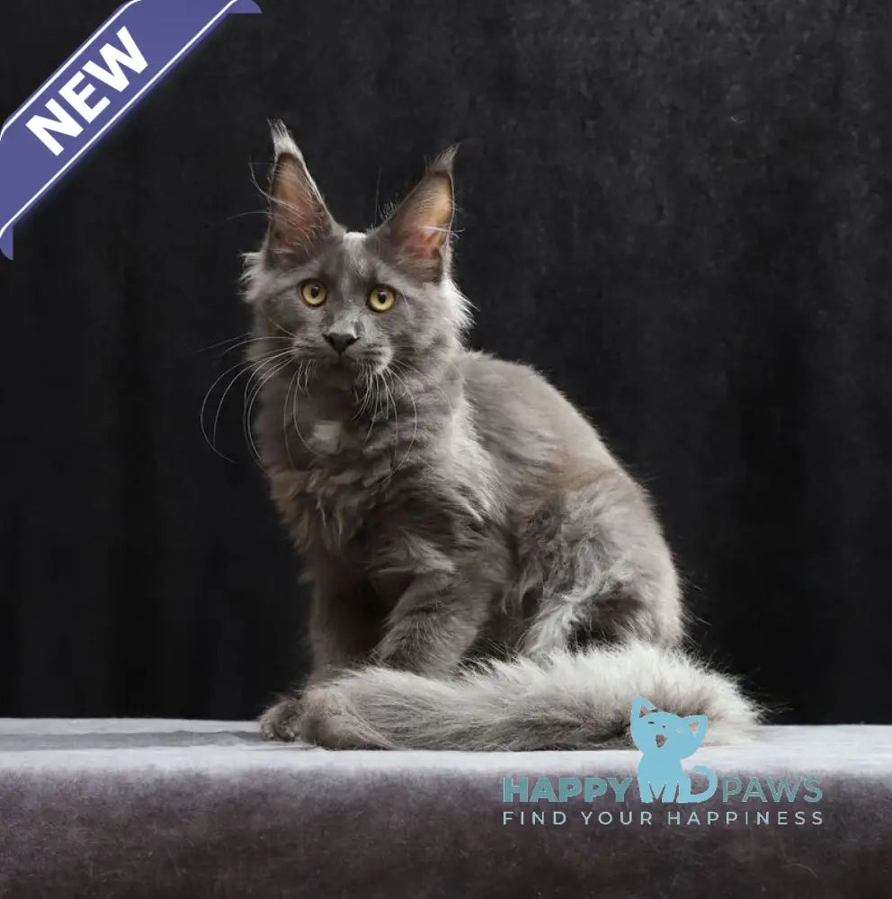 Jinn Maine Coon male blue silver live animals