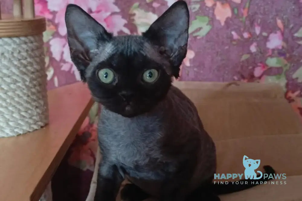 Jinnah Devon Rex female black live animals