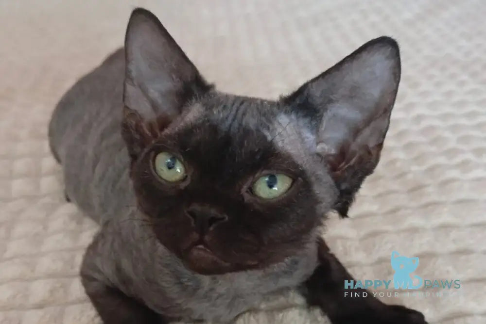Jinnah Devon Rex female black live animals
