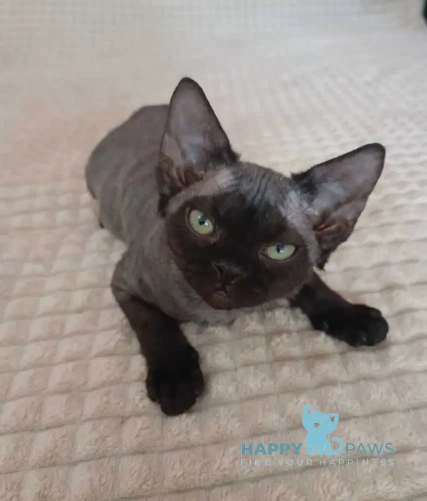 Jinnah Devon Rex female black live animals