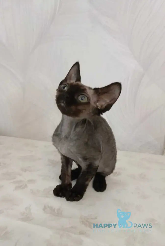 Jinnah Devon Rex female black live animals