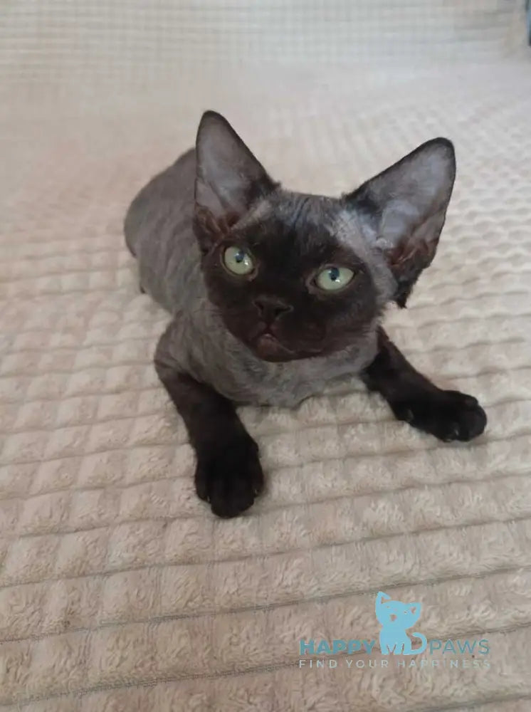 Jinnah Devon Rex female black live animals