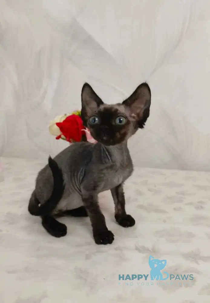 Jinnah Devon Rex female black live animals