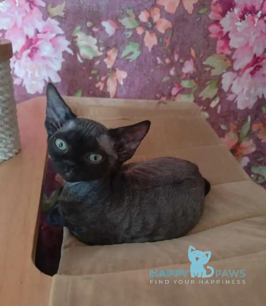 Jinnah Devon Rex female black live animals