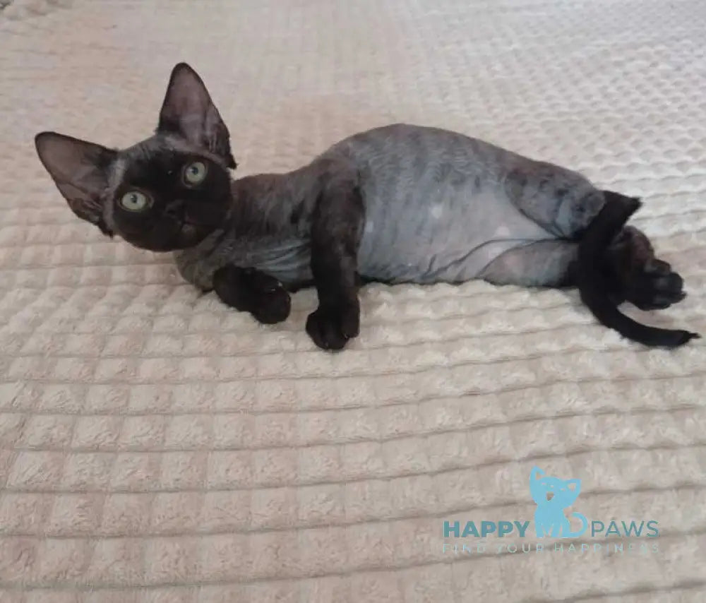 Jinnah Devon Rex female black live animals
