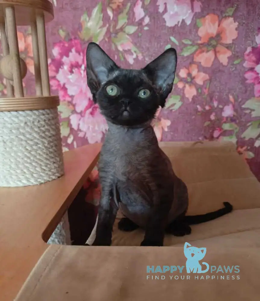 Jinnah Devon Rex female black live animals