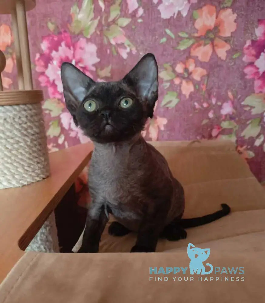 Jinnah Devon Rex female black live animals