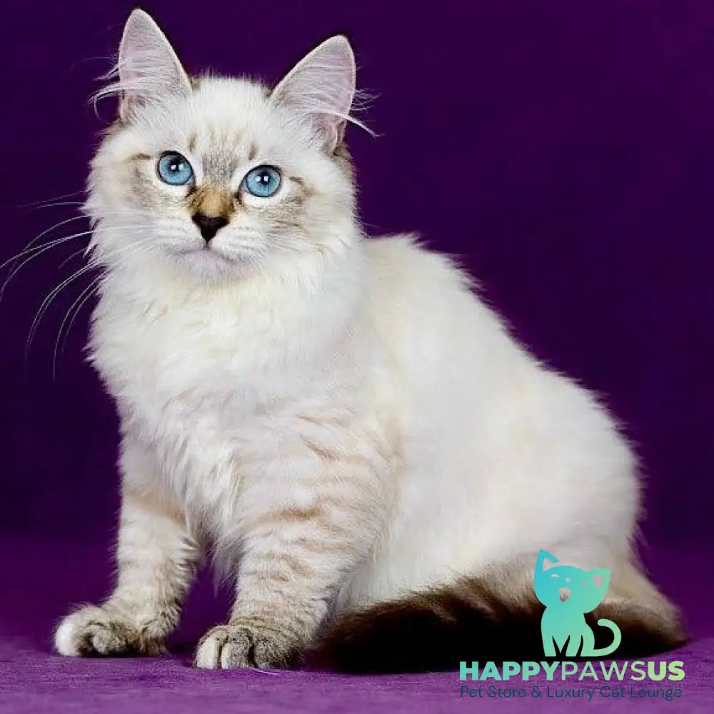 Jinnie Siberian female black with white tabby pointed - live animals