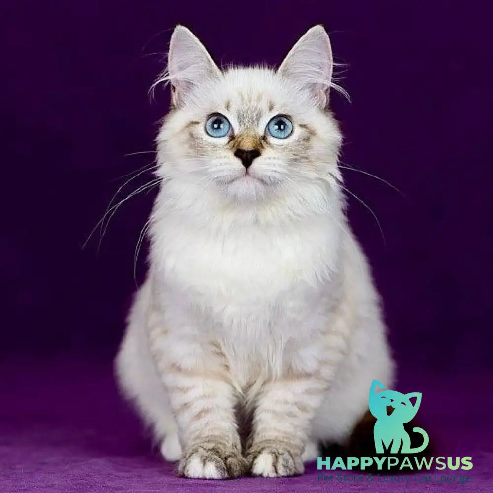 Jinnie Siberian female black with white tabby pointed - live animals